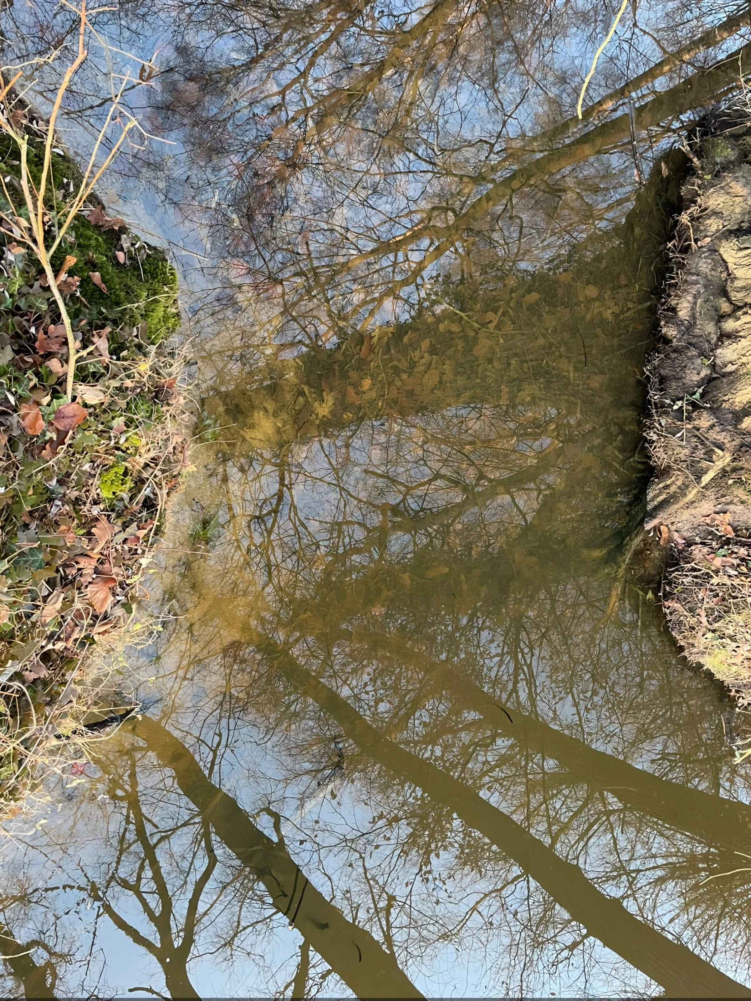 Magischer Bach - Bäume und Wasser