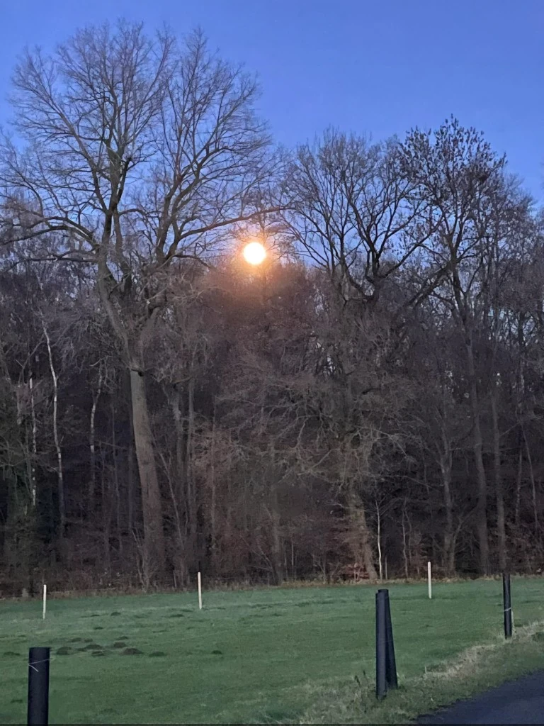Vollmond durch Baumäste – mystische Dämmerung
