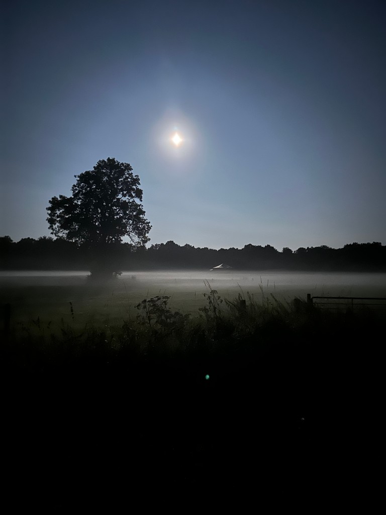 Baum und Vollmond im Feld – mystische Nacht