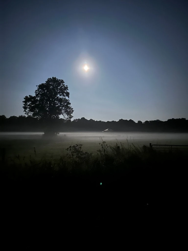 Baum und Vollmond im Feld – mystische Nacht